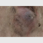 体の表面のできもの