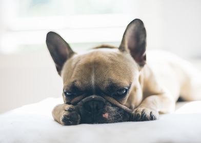うつ伏せで寝ているフレンチブルドッグ