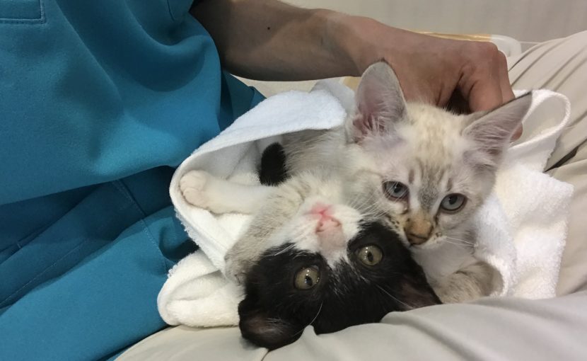 タオルにくるまっている子猫2匹