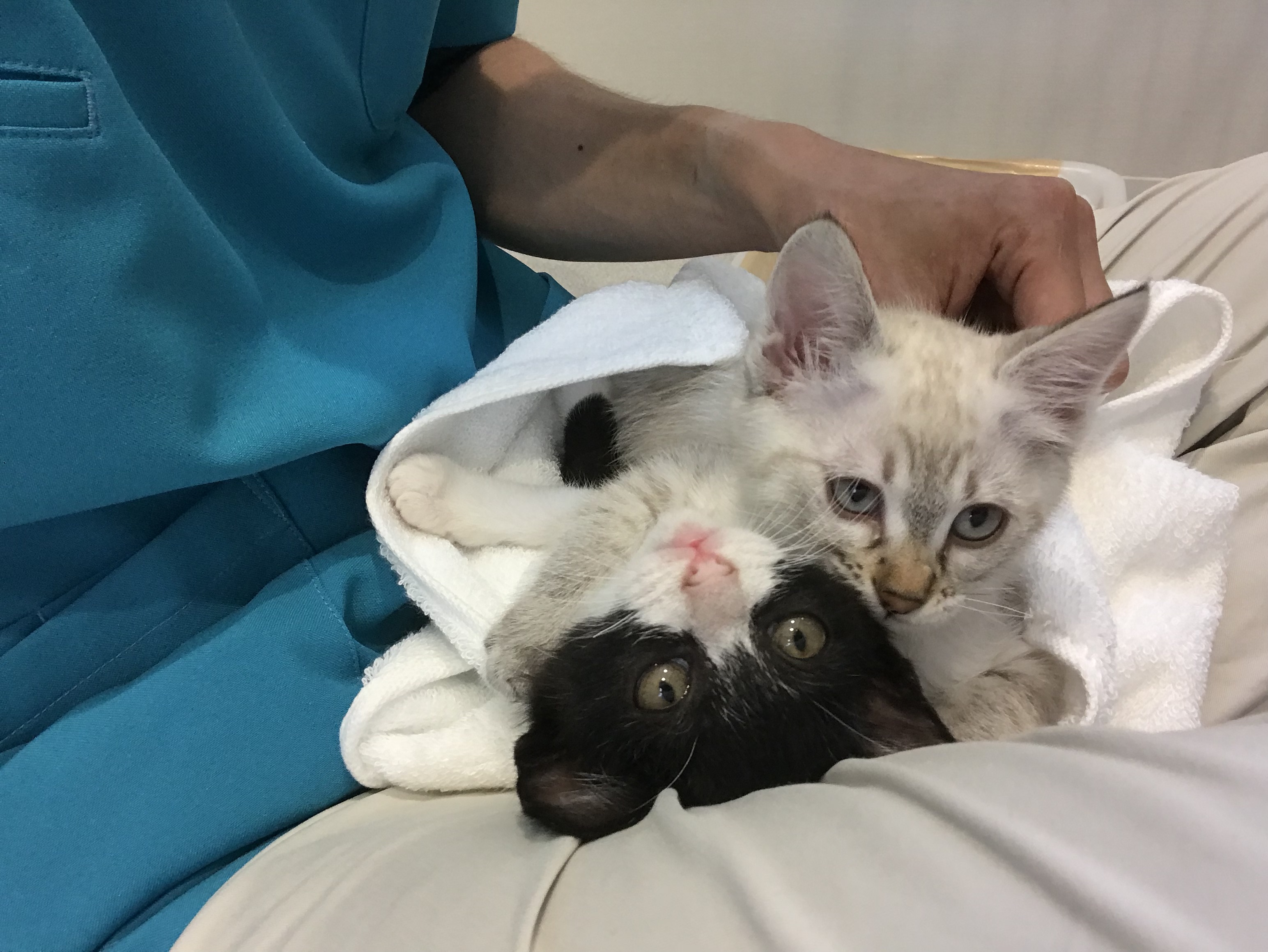 すわ動物病院で診察されている子猫