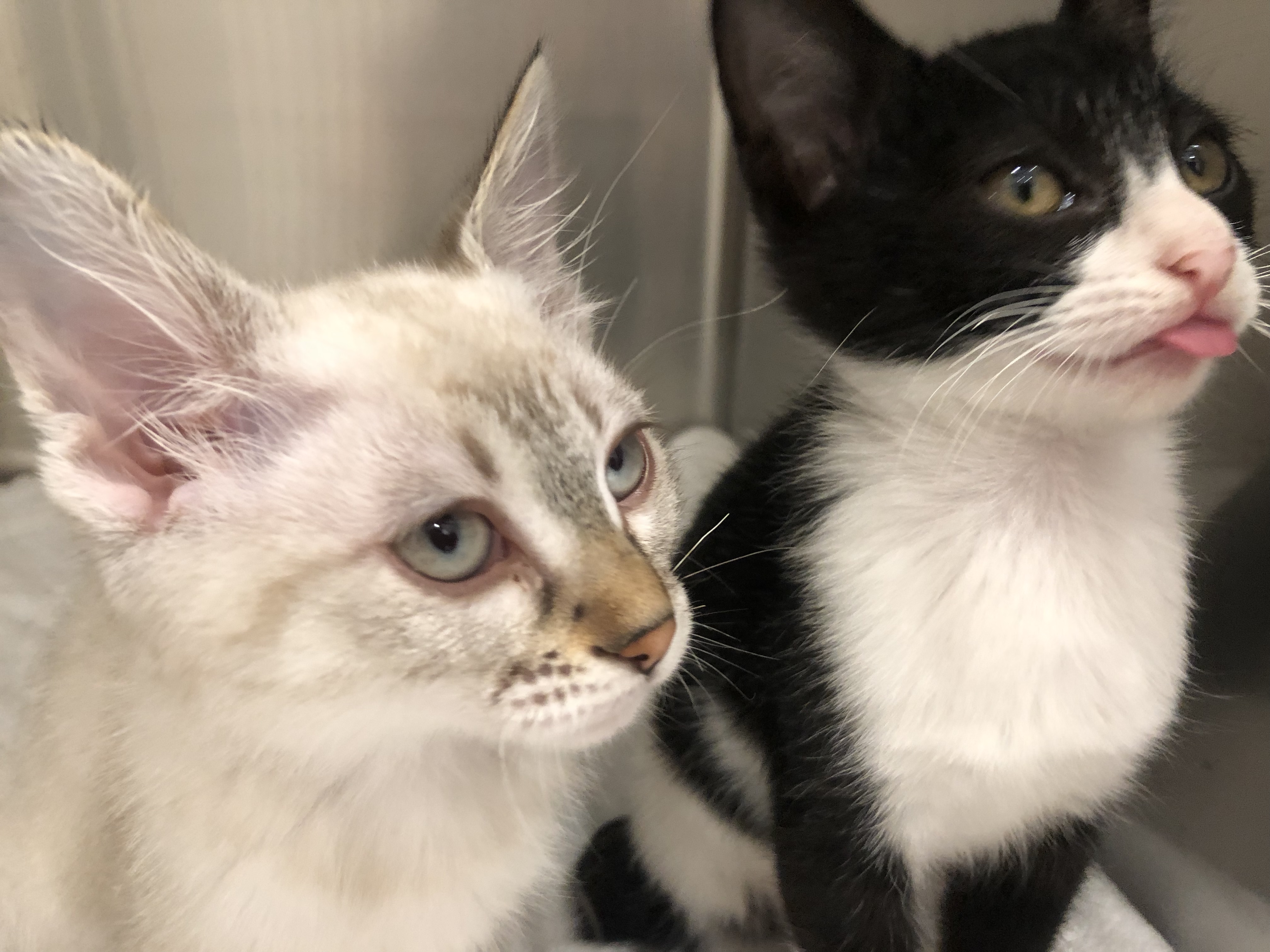 斜め上を見る白猫と白黒猫