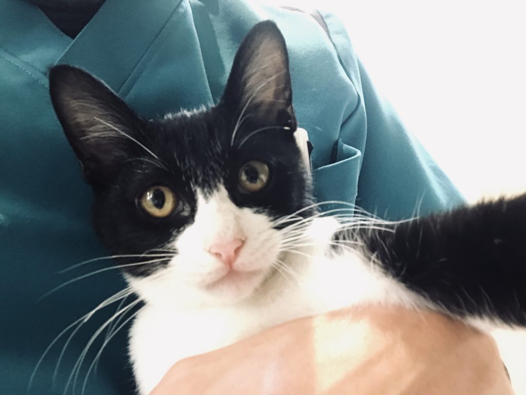 抱っこされている白黒猫