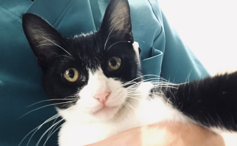 抱っこされている白黒猫