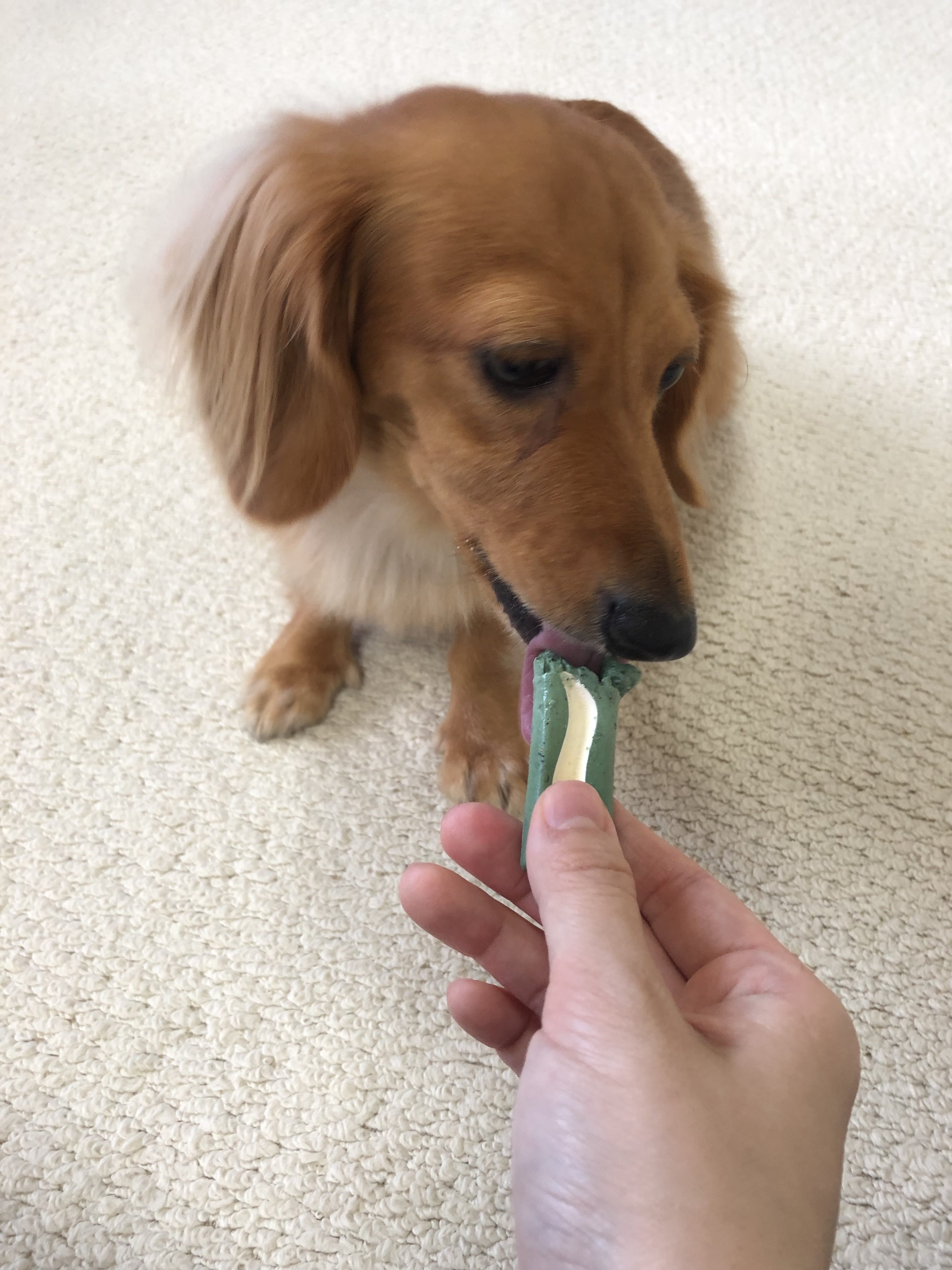 歯磨きガムを舐めるミニチュアダックスフンド