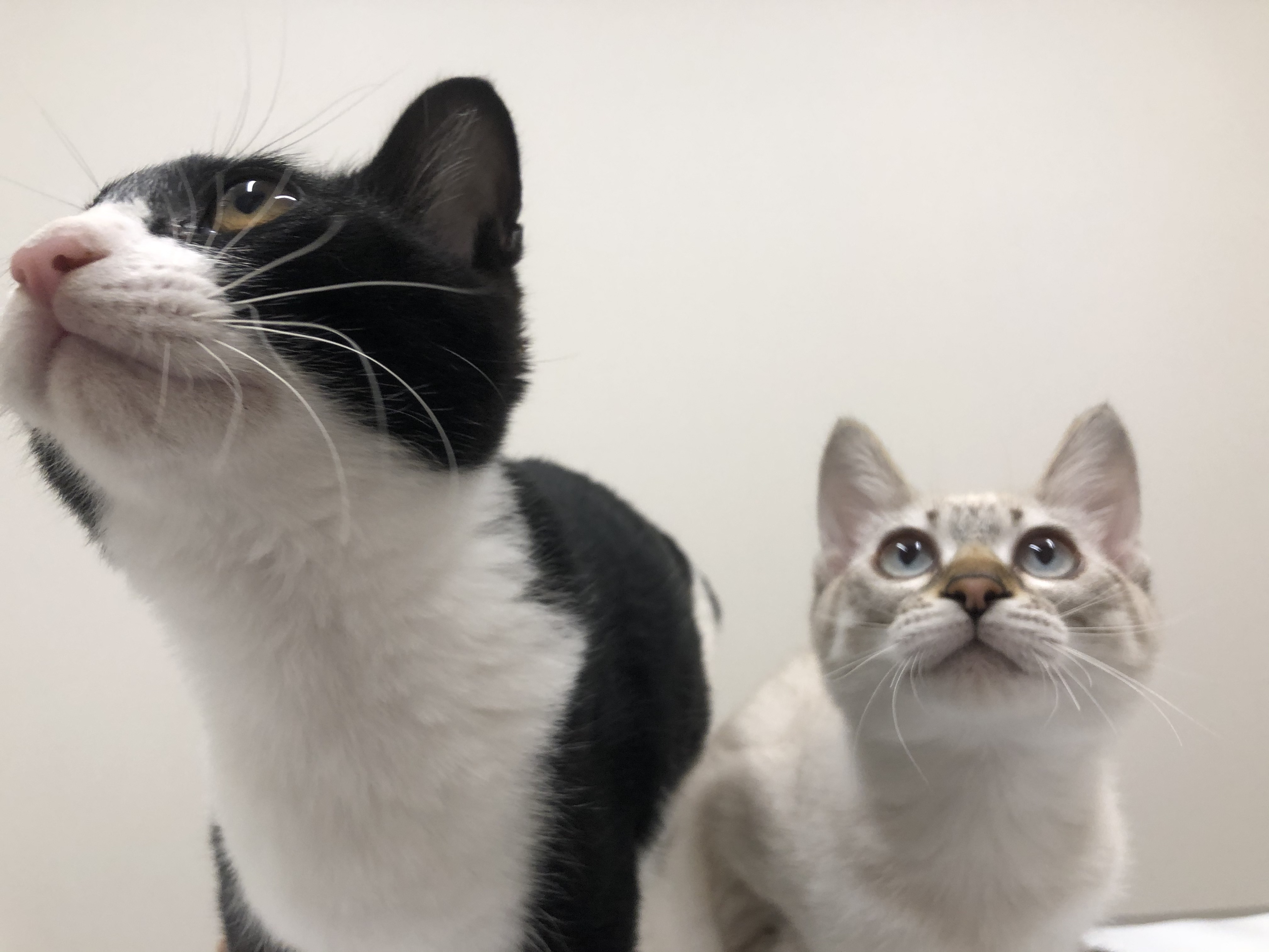 上を向いている白黒猫と白猫