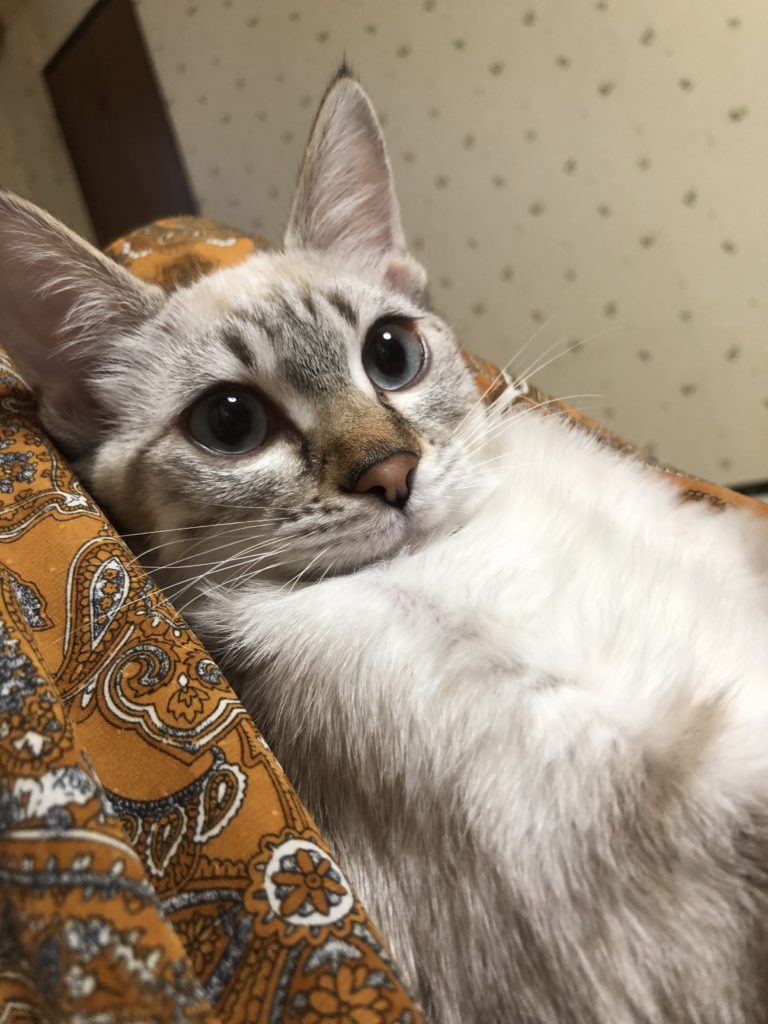 仰向けの白い猫