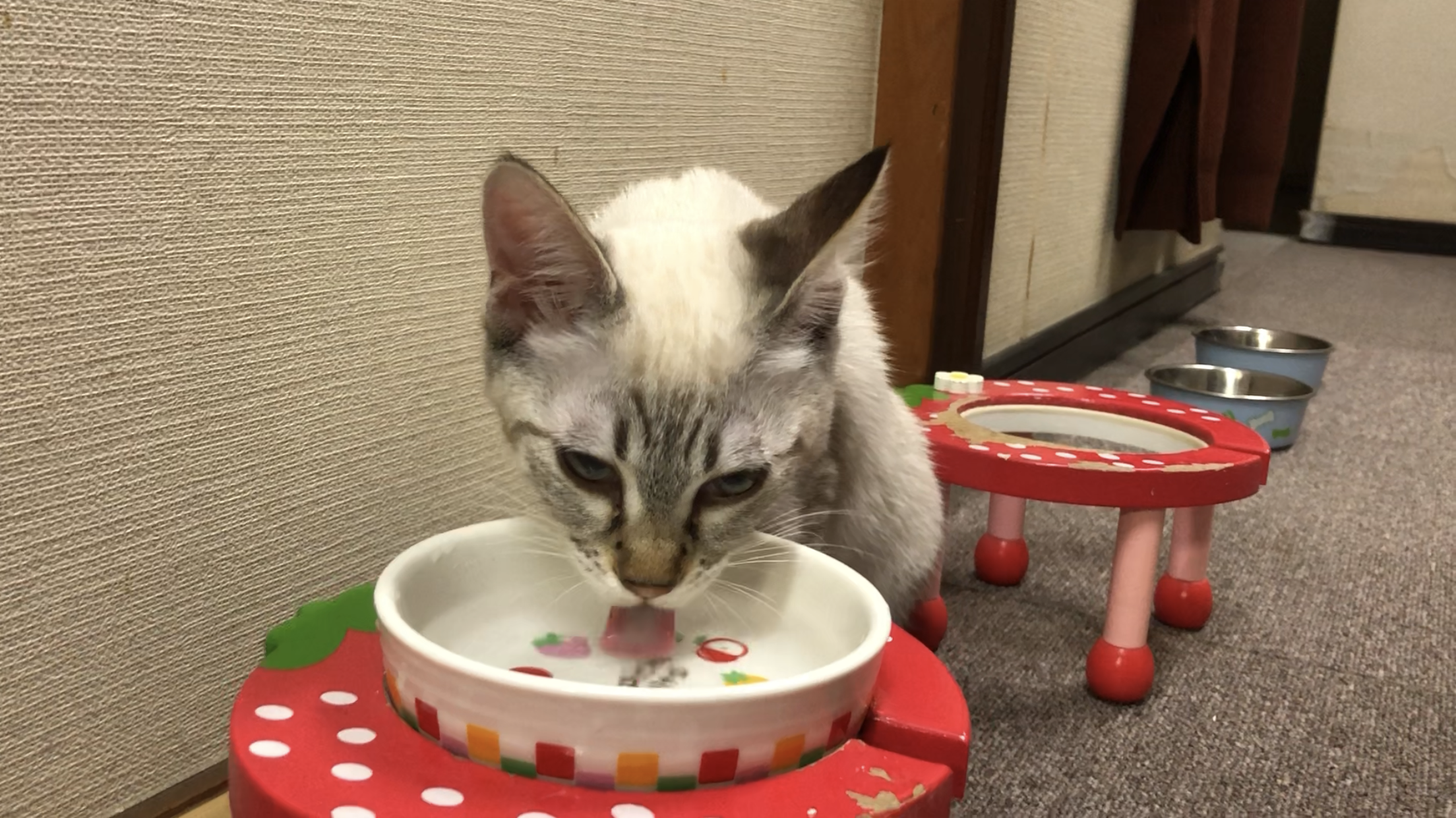 陶器から水を飲む猫