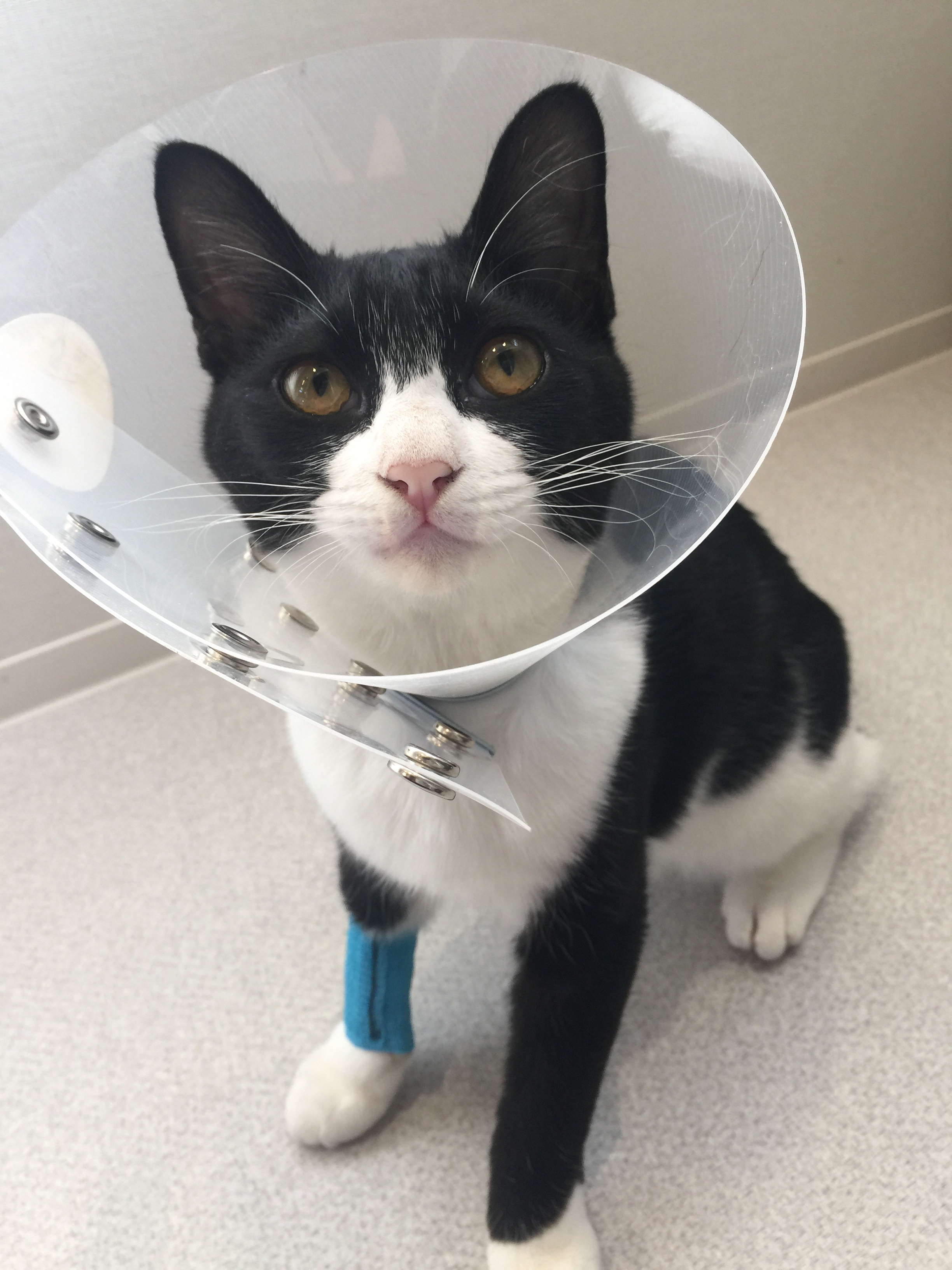 カラーをされている白黒猫