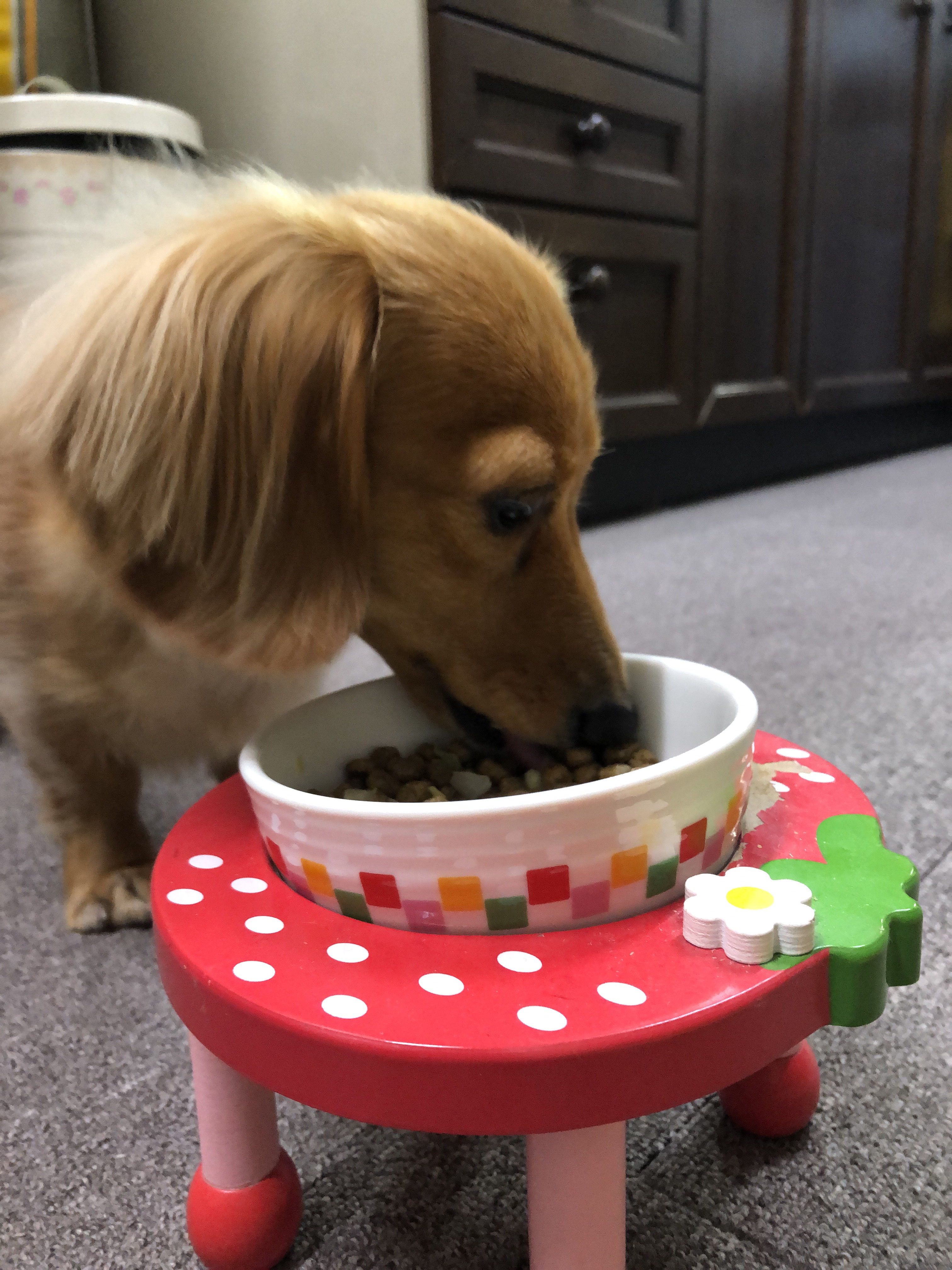 食事を食べているミニチュアダックスフンド