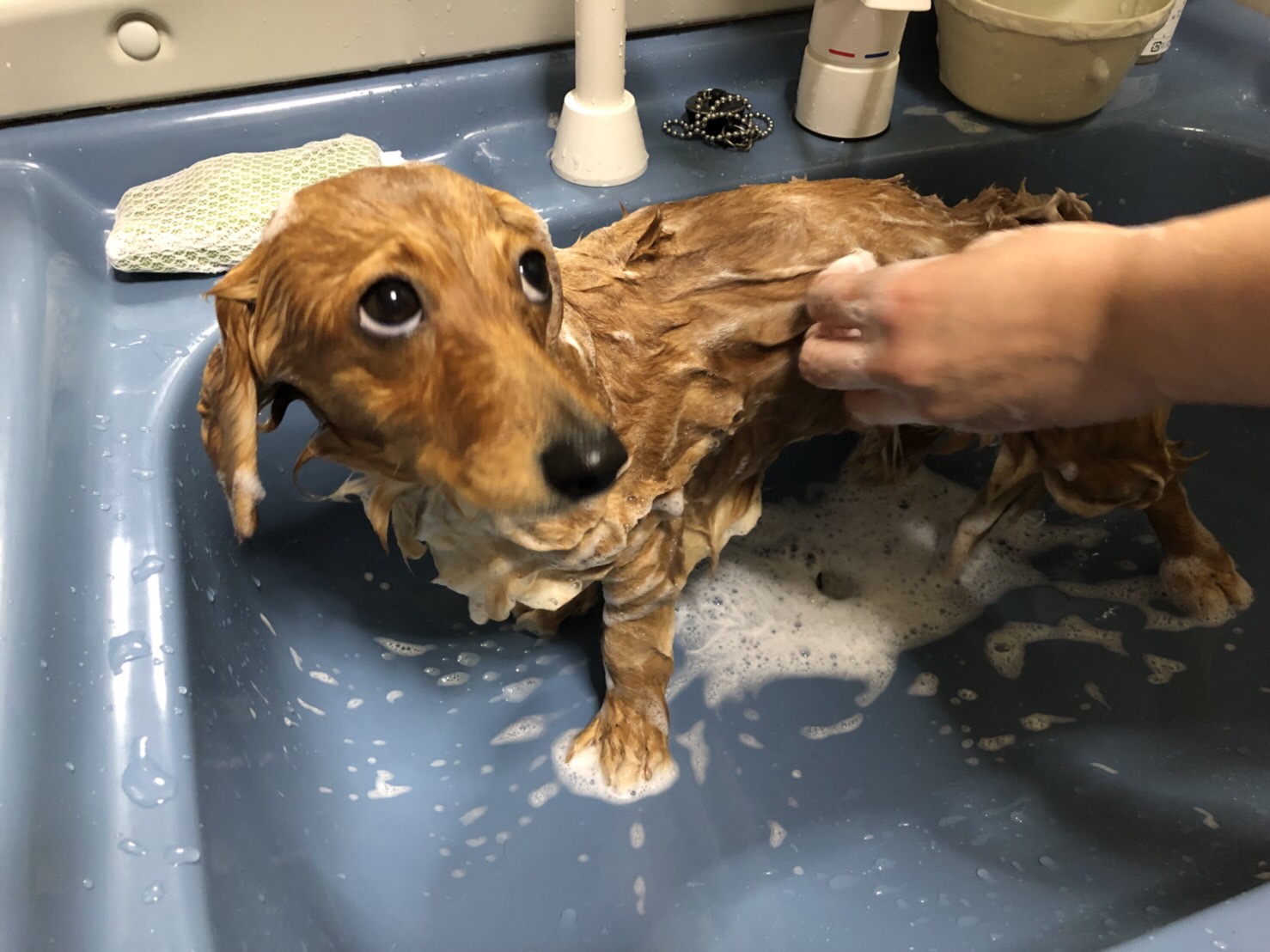 シャンプーをされているミニチュアダックスフンド