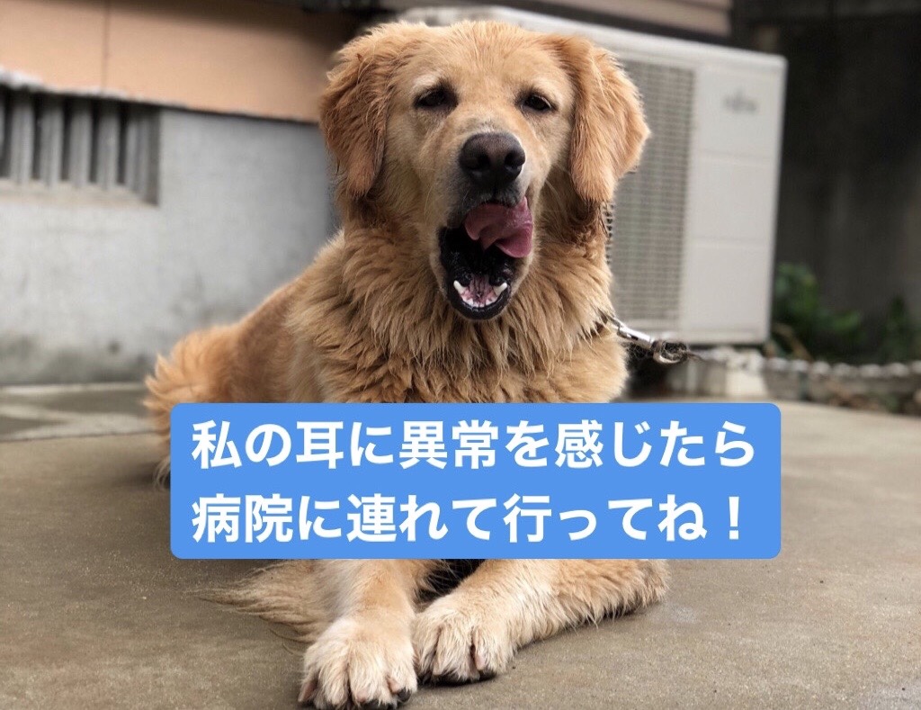 犬の耳に異常を感じたら病院に連れて行ってね！