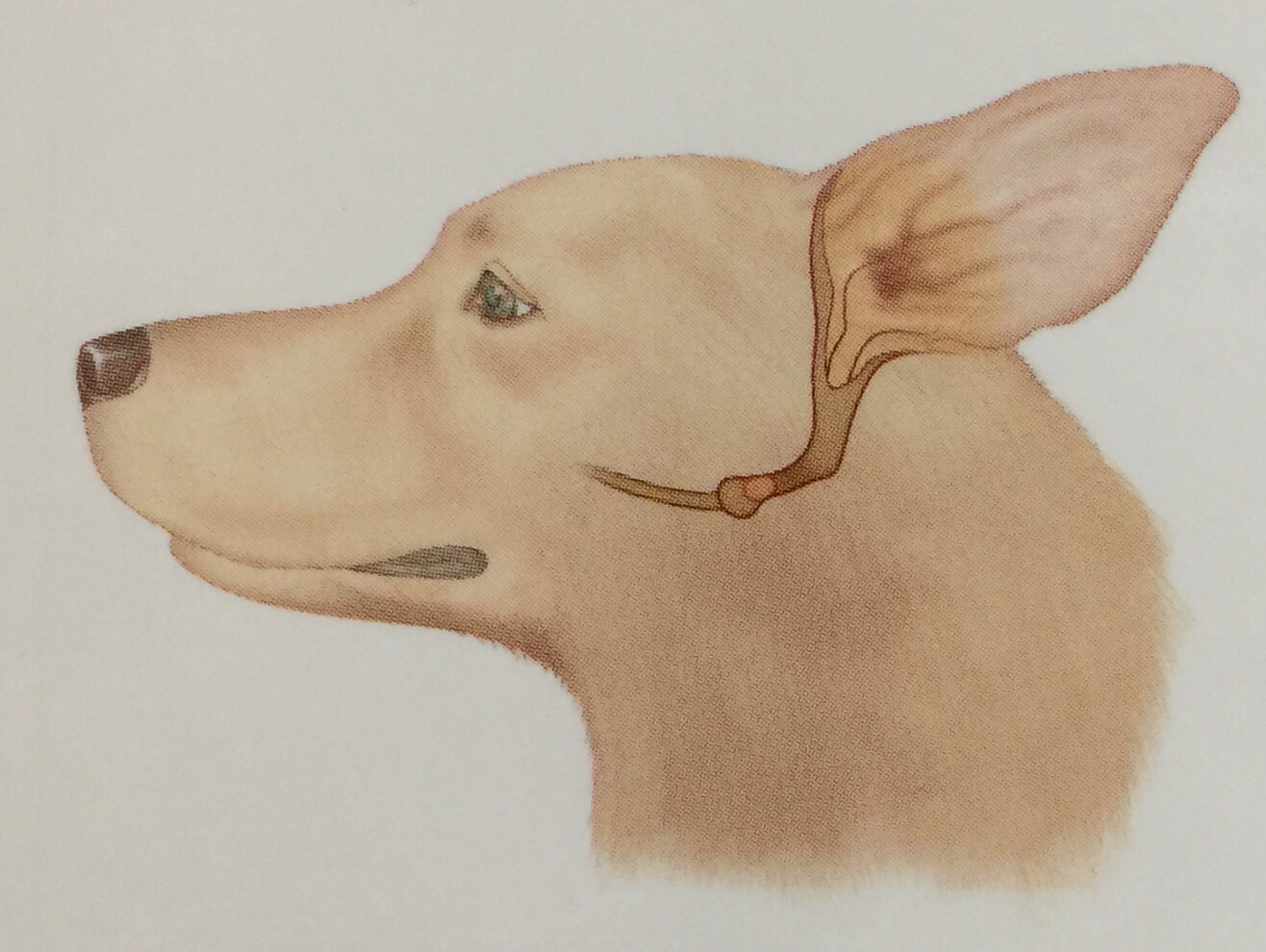 犬の耳の解剖図