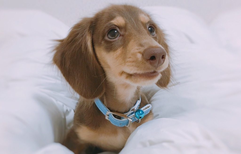 上目遣いのミニチュアダックスフンド