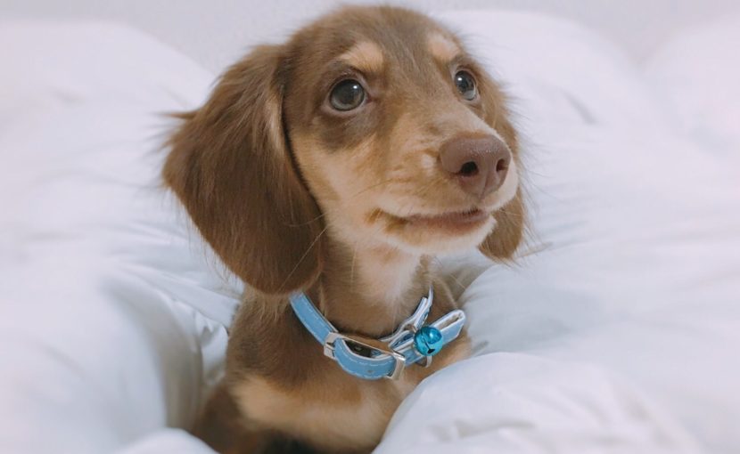 上目遣いのミニチュアダックスフンド