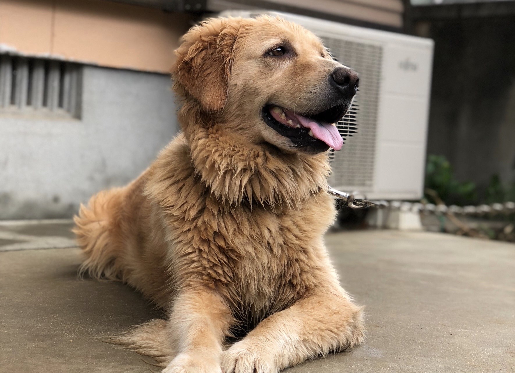 濡れているゴールデンレトリーバー