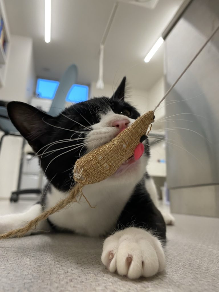 猫じゃらしを咥えている白黒猫