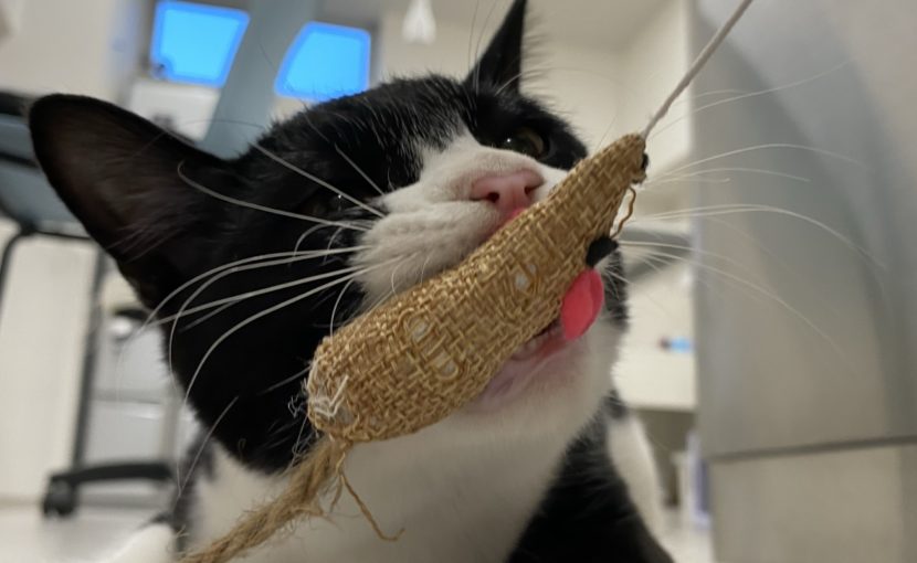 猫じゃらしを咥えている白黒猫