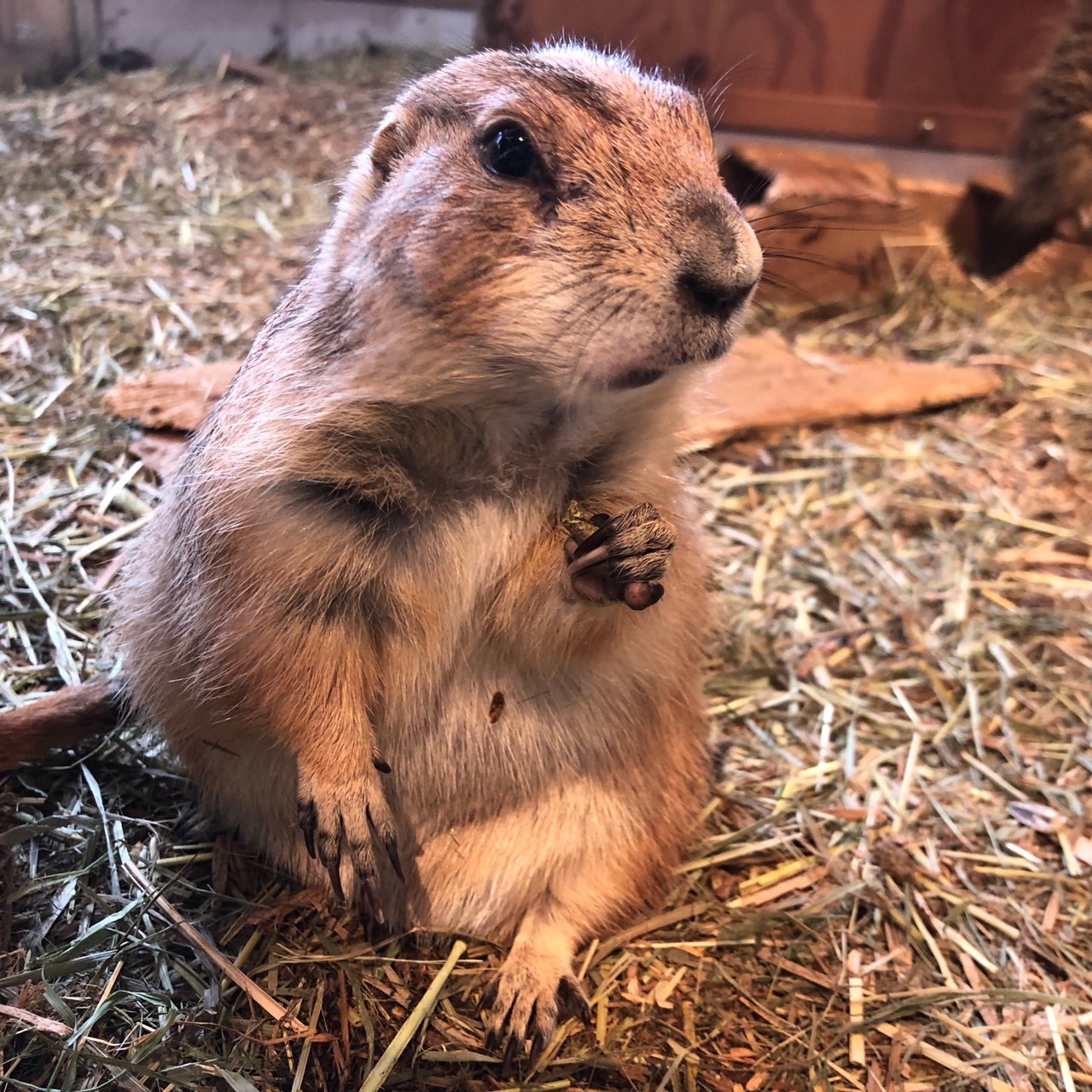 プレーリードッグ