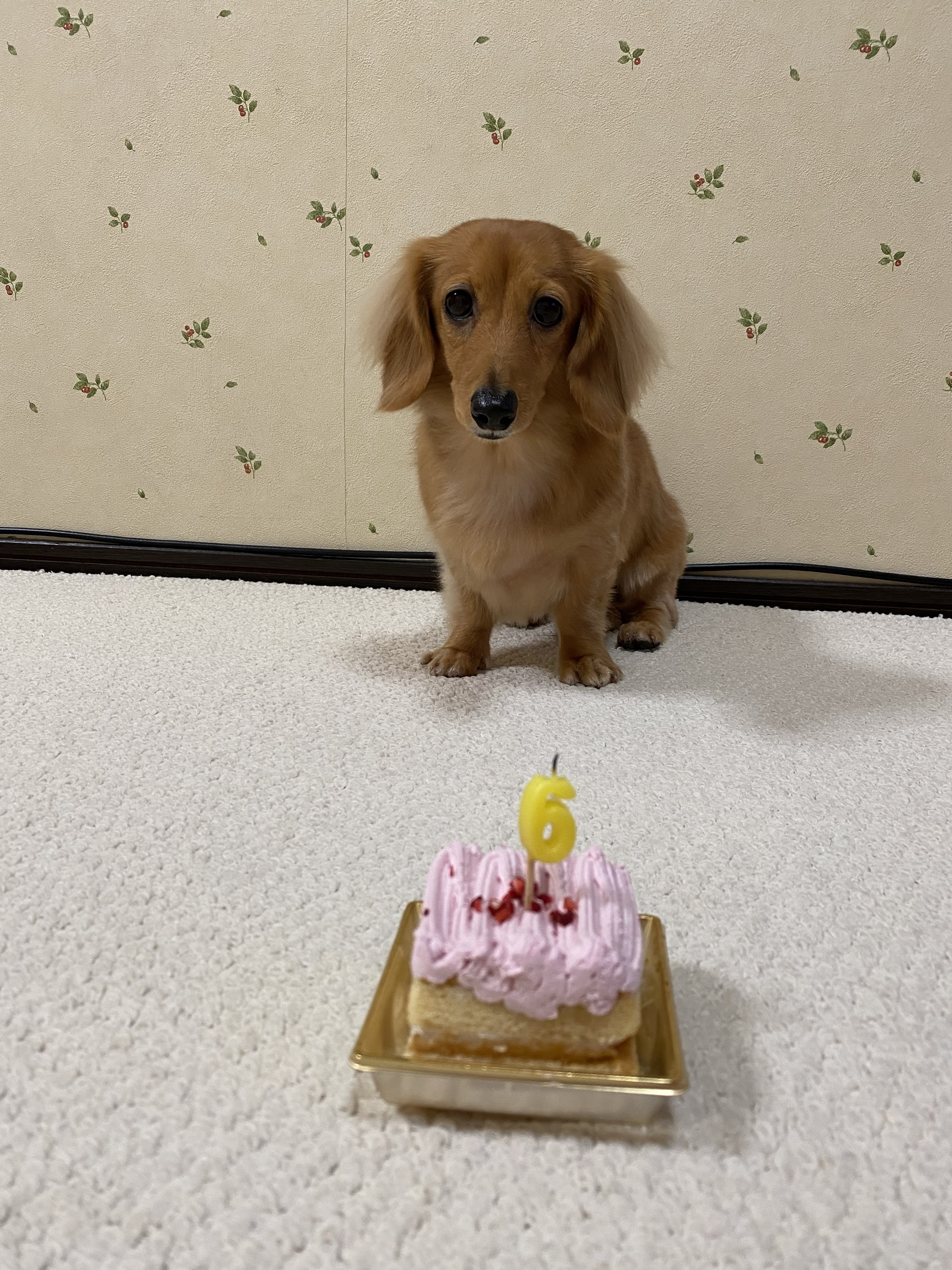犬と犬用のケーキ