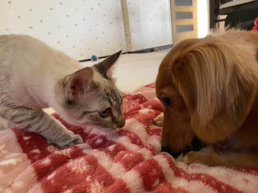 見つめ合う猫と犬