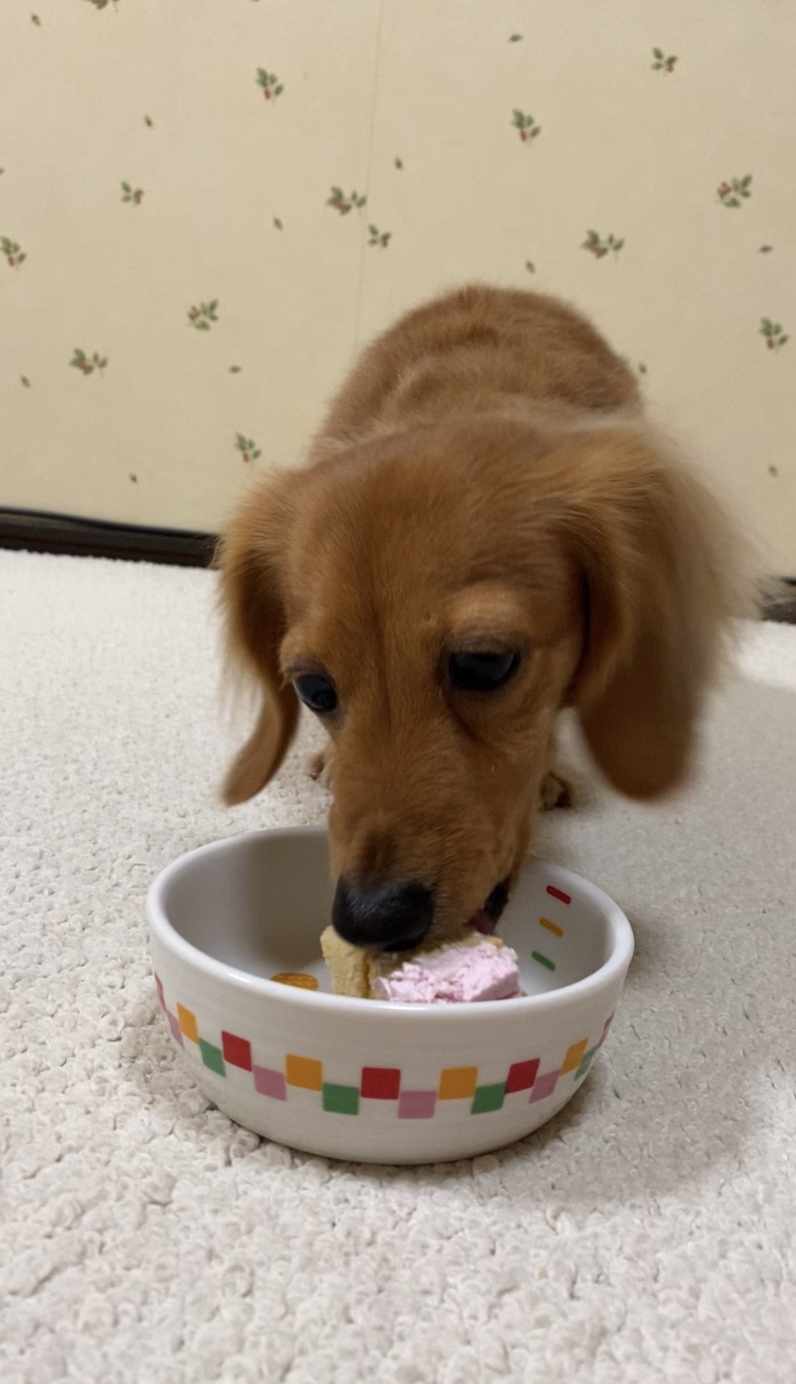 犬用のケーキを食べているミニチュアダックスフンド