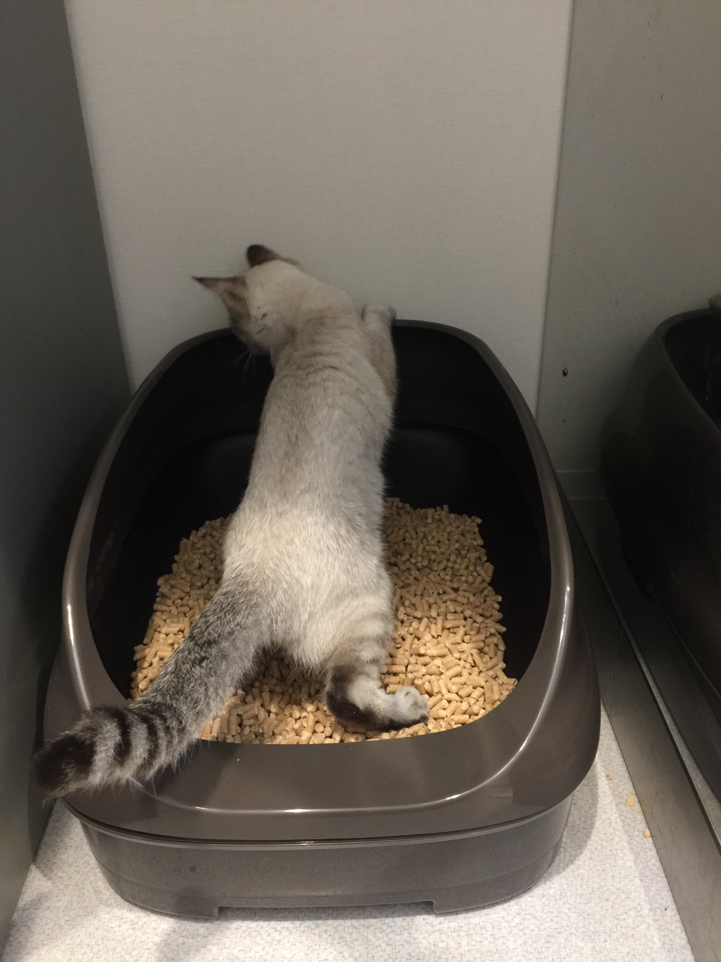 トイレで尿をする猫