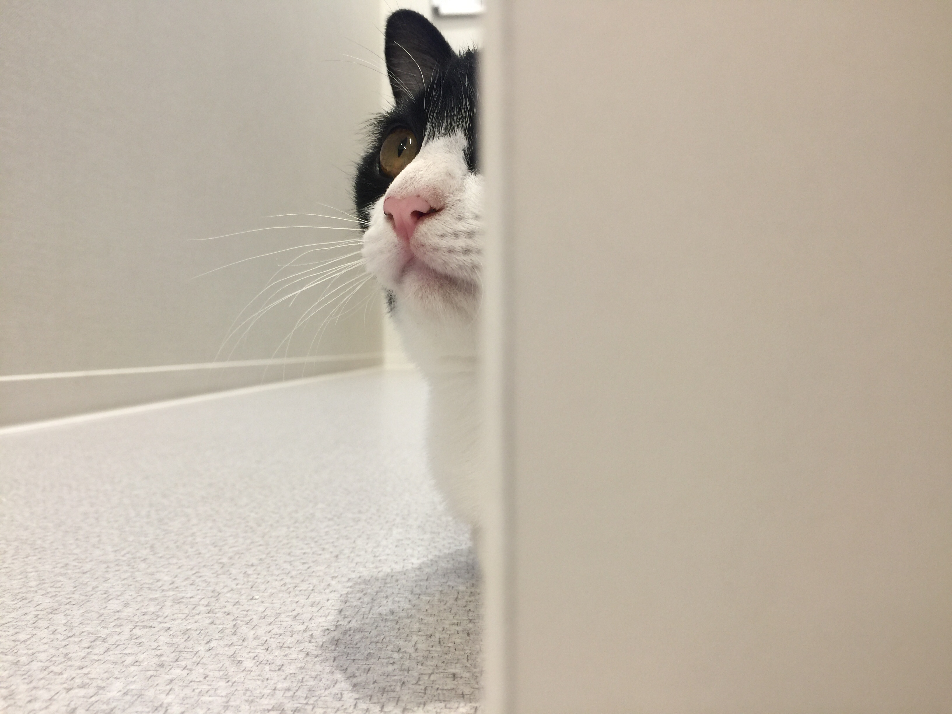 物陰から顔を出している白黒猫