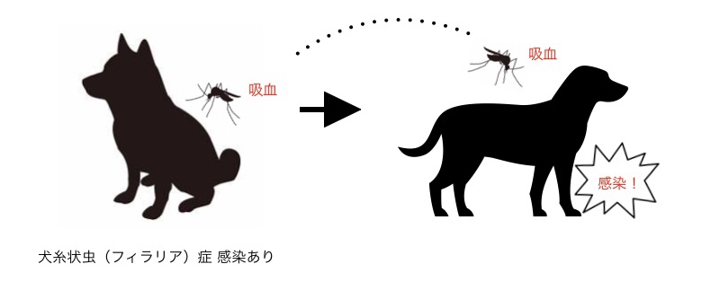 犬糸状虫（フィラリア）が感染する様子