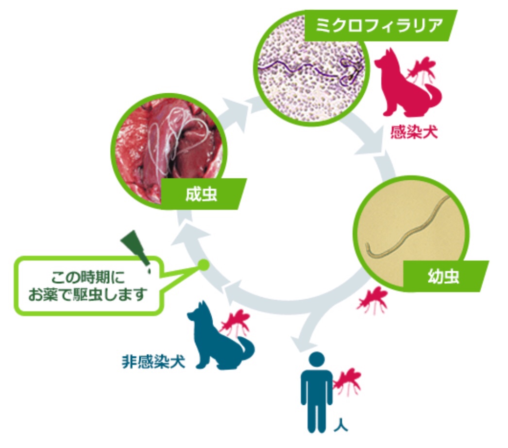 犬糸状虫の生活環