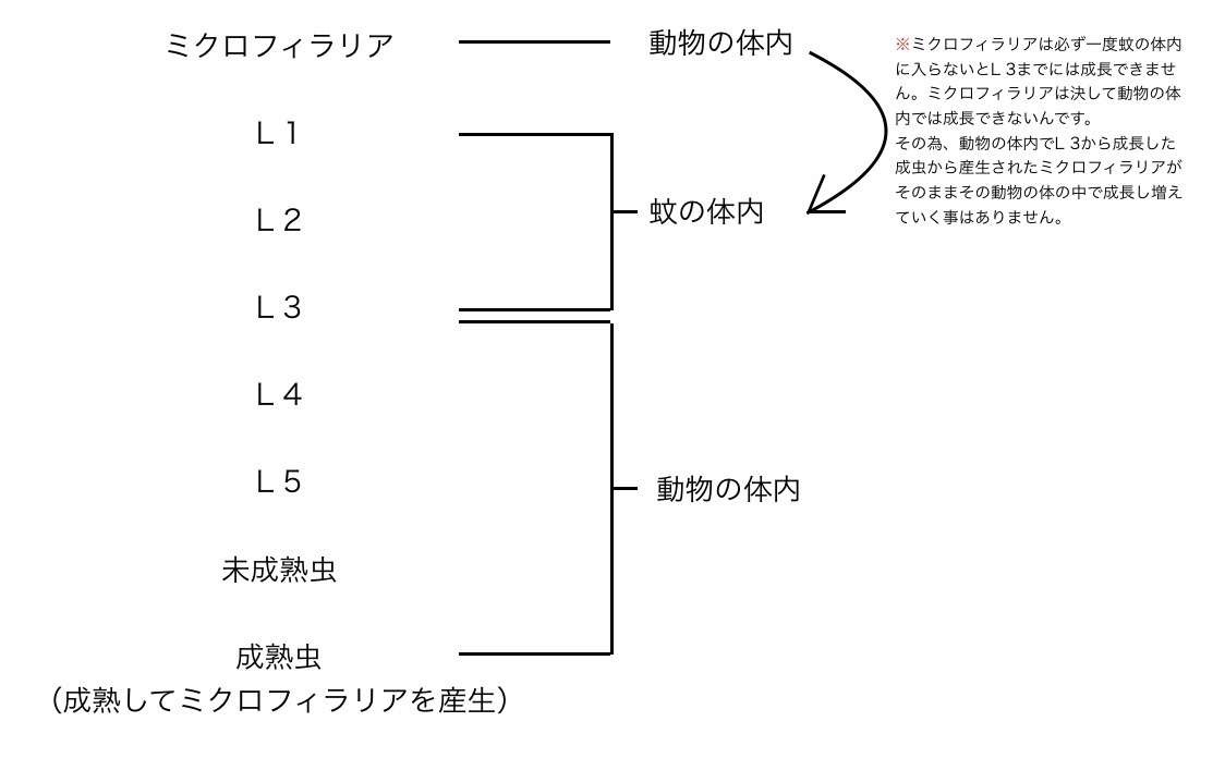 犬糸状虫（フィラリア）の生活環