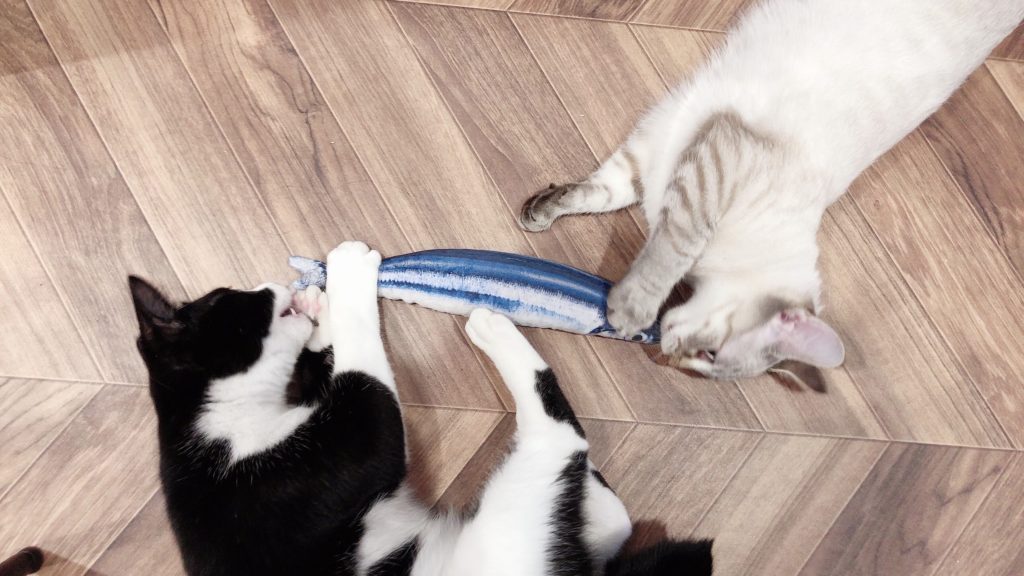 蹴りぐるみを取り合う二匹の猫