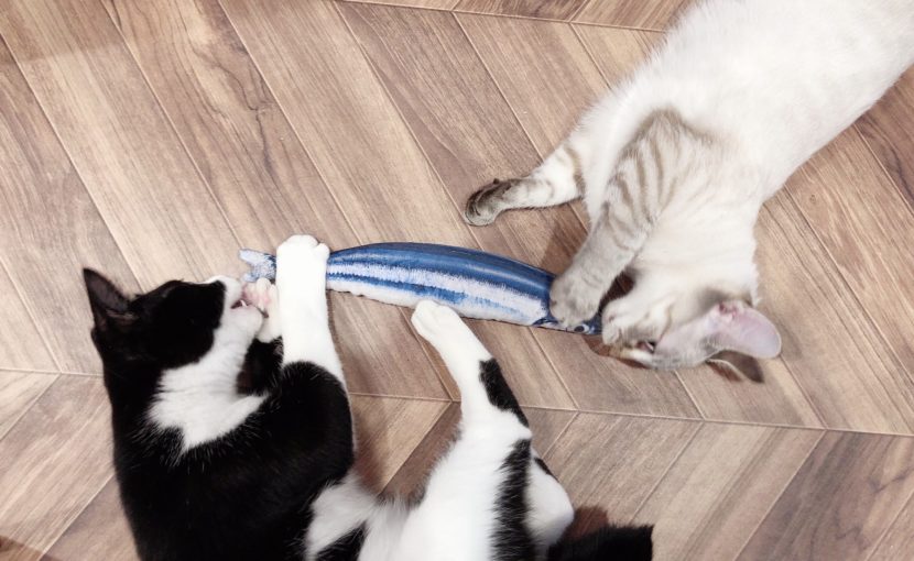 蹴りぐるみを取り合う二匹の猫