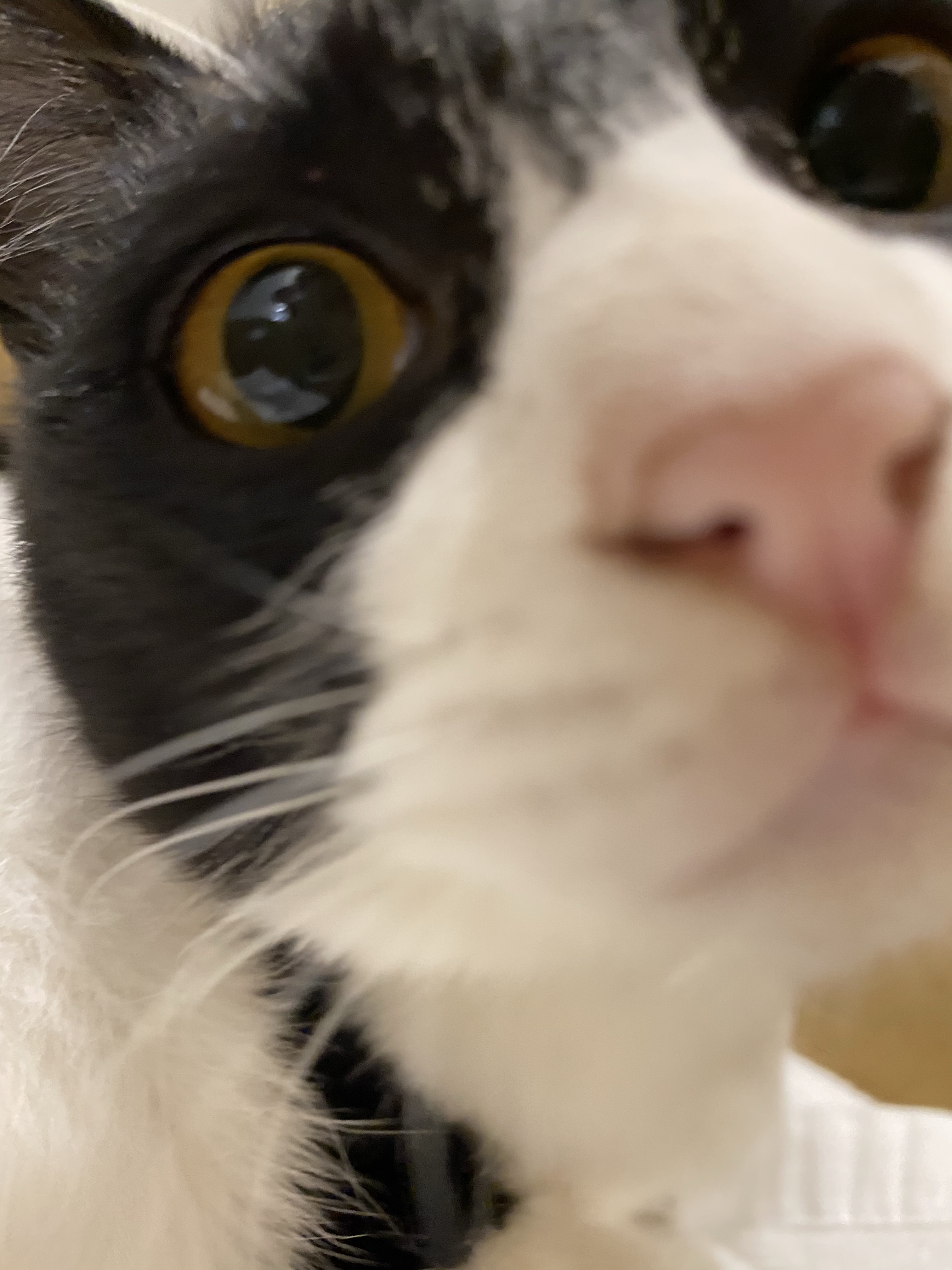 アップの白黒猫