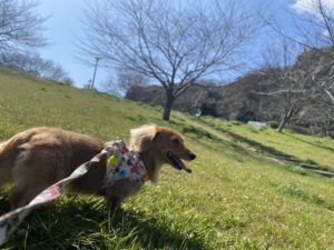 公園を散歩するミニチュアダックスフンド