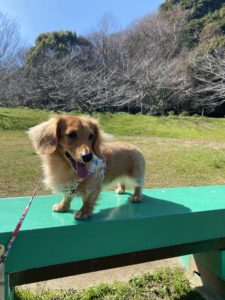 ベンチの上に乗るミニチュアダックスフンド