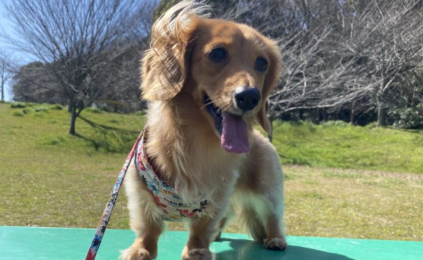 ベンチの上に乗るミニチュアダックスフンド