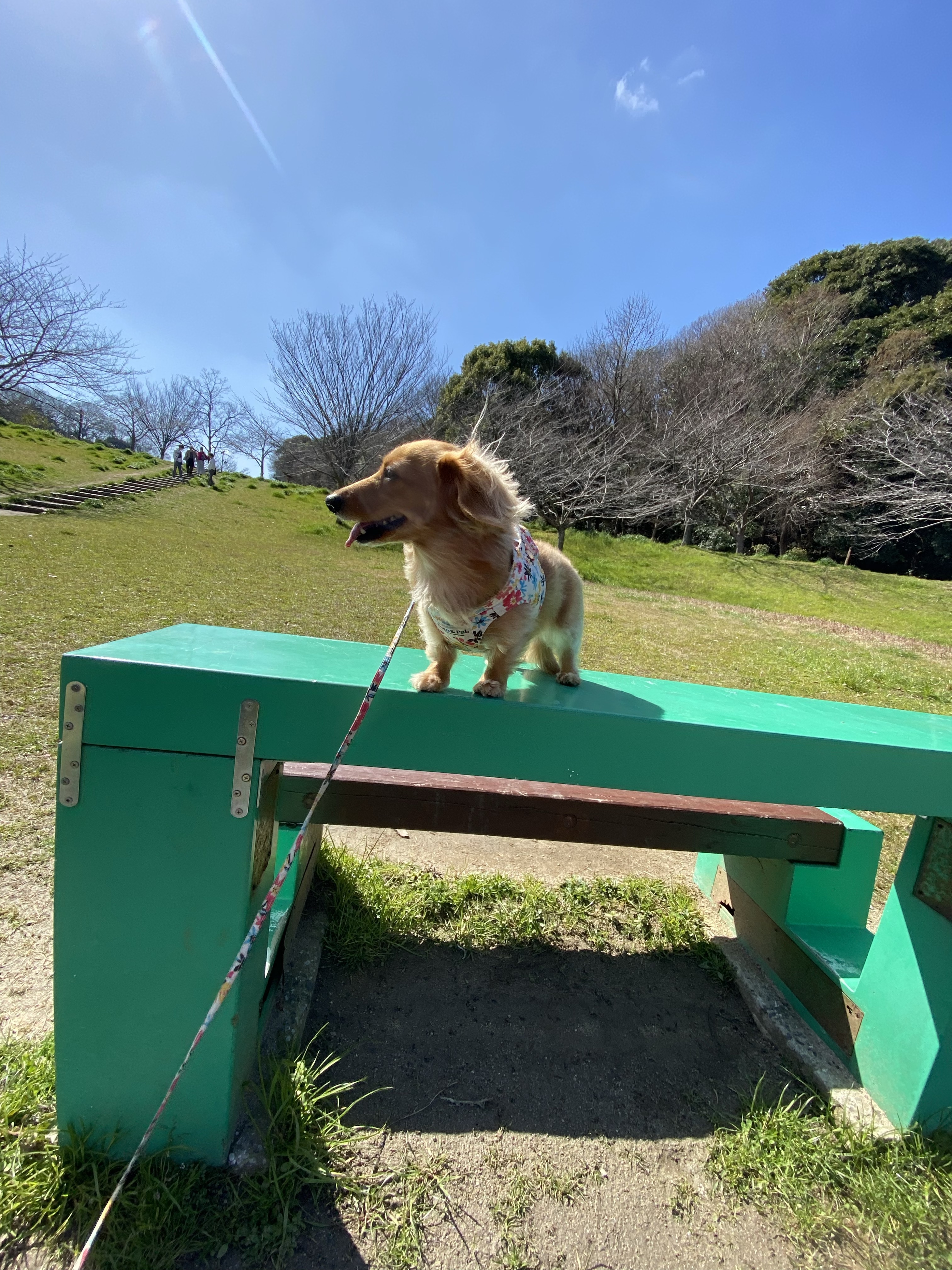 ベンチの上に乗るミニチュアダックスフンド