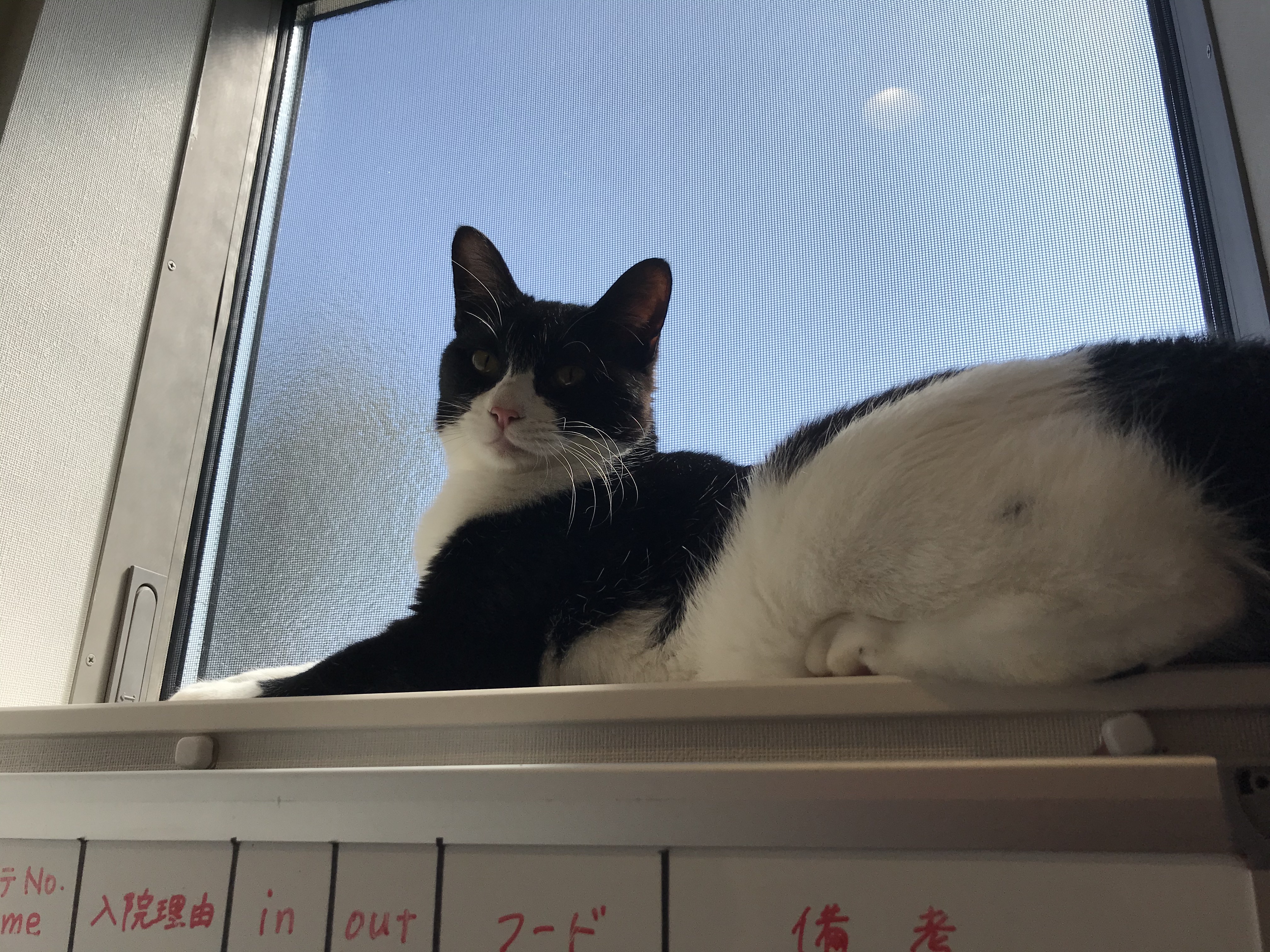 窓際にいる白黒猫