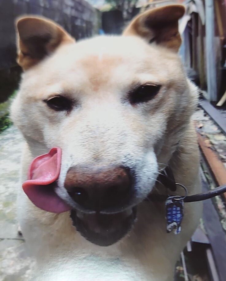 狂犬病の鑑札がついている犬