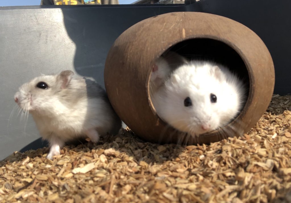 寝床に入っているハムスター