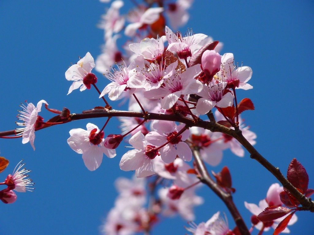 桜