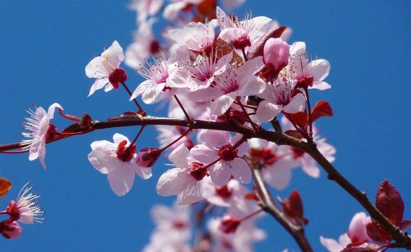 桜