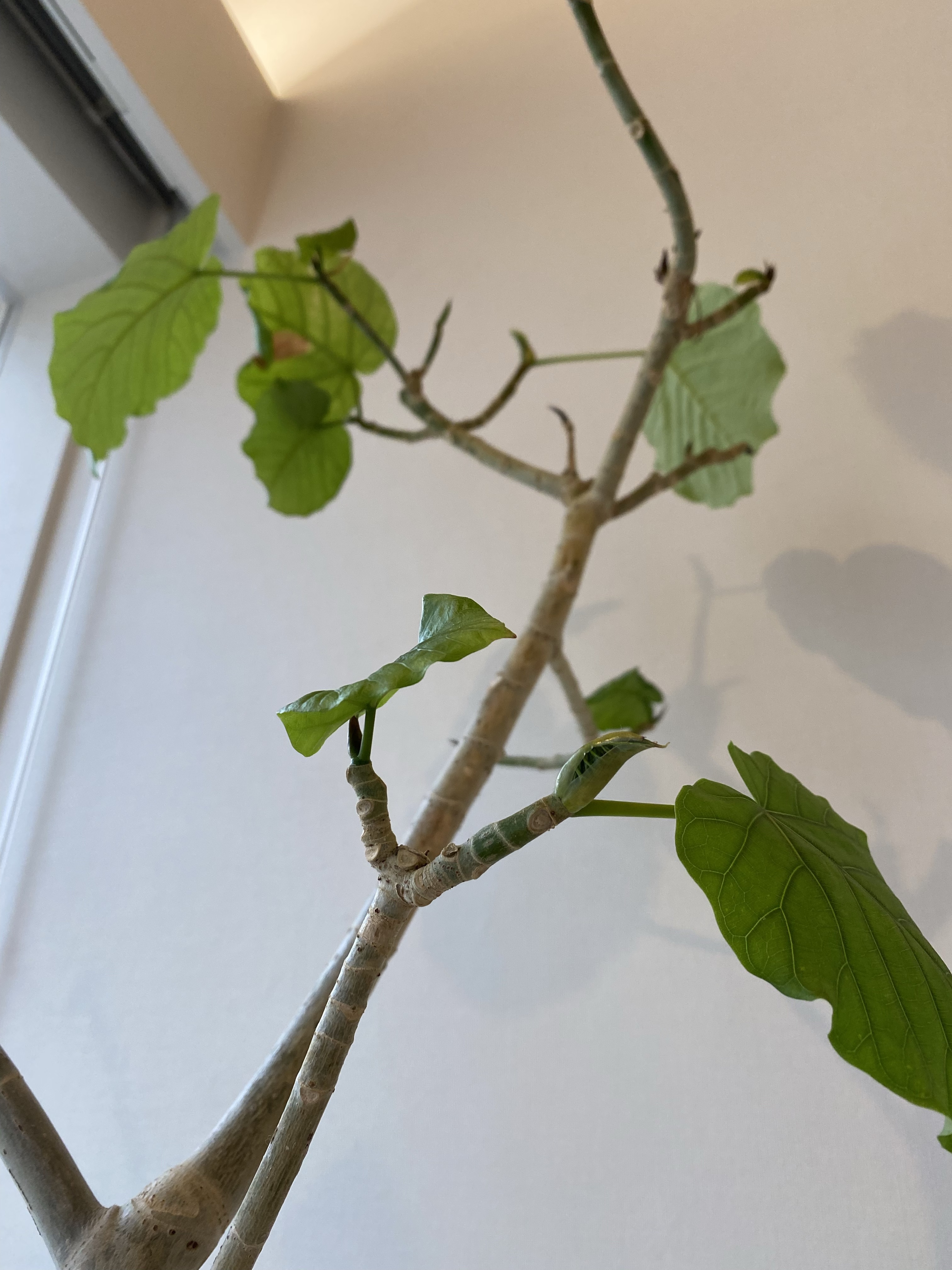 すわ動物病院の観葉植物