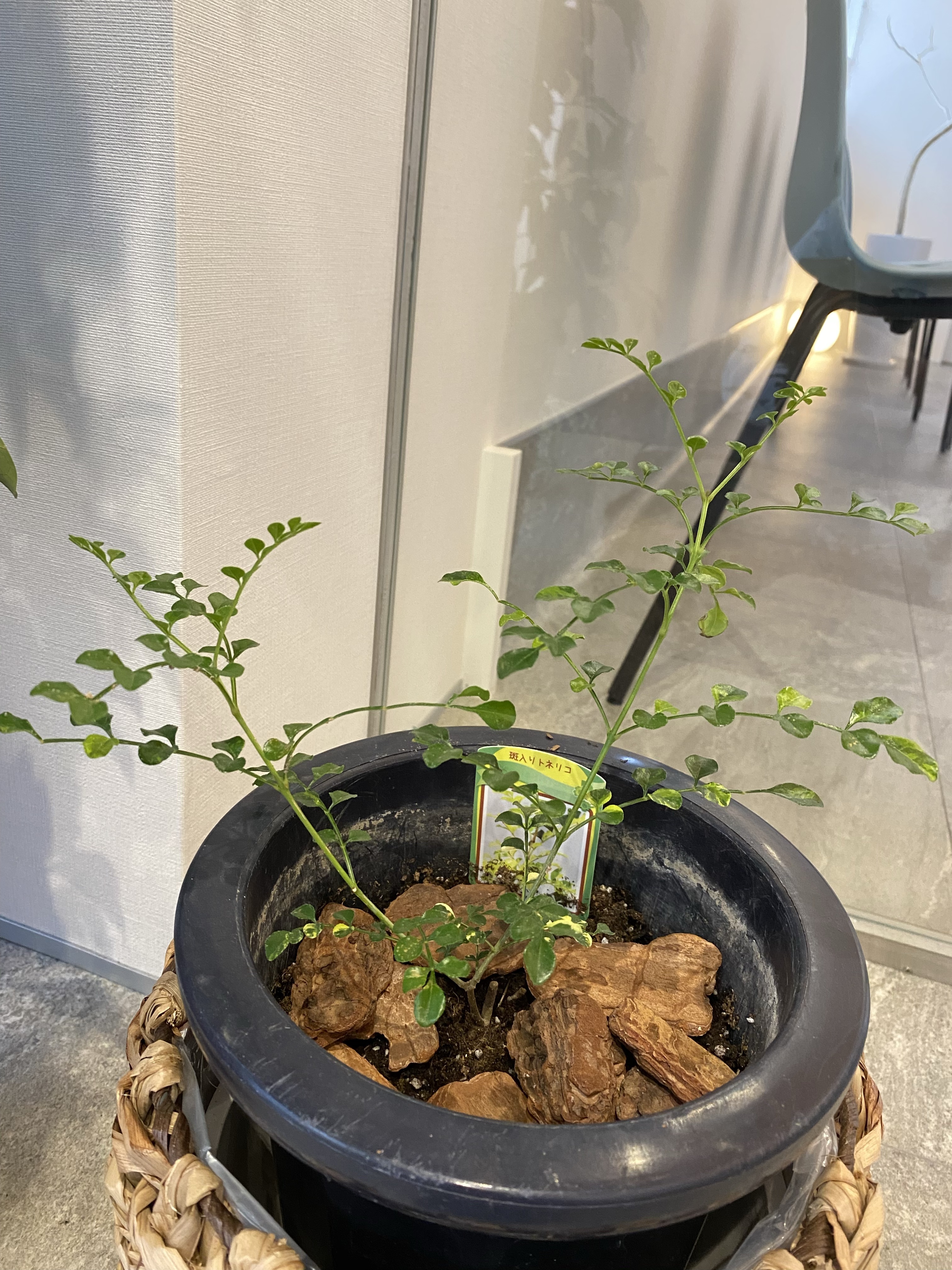 すわ動物病院の観葉植物