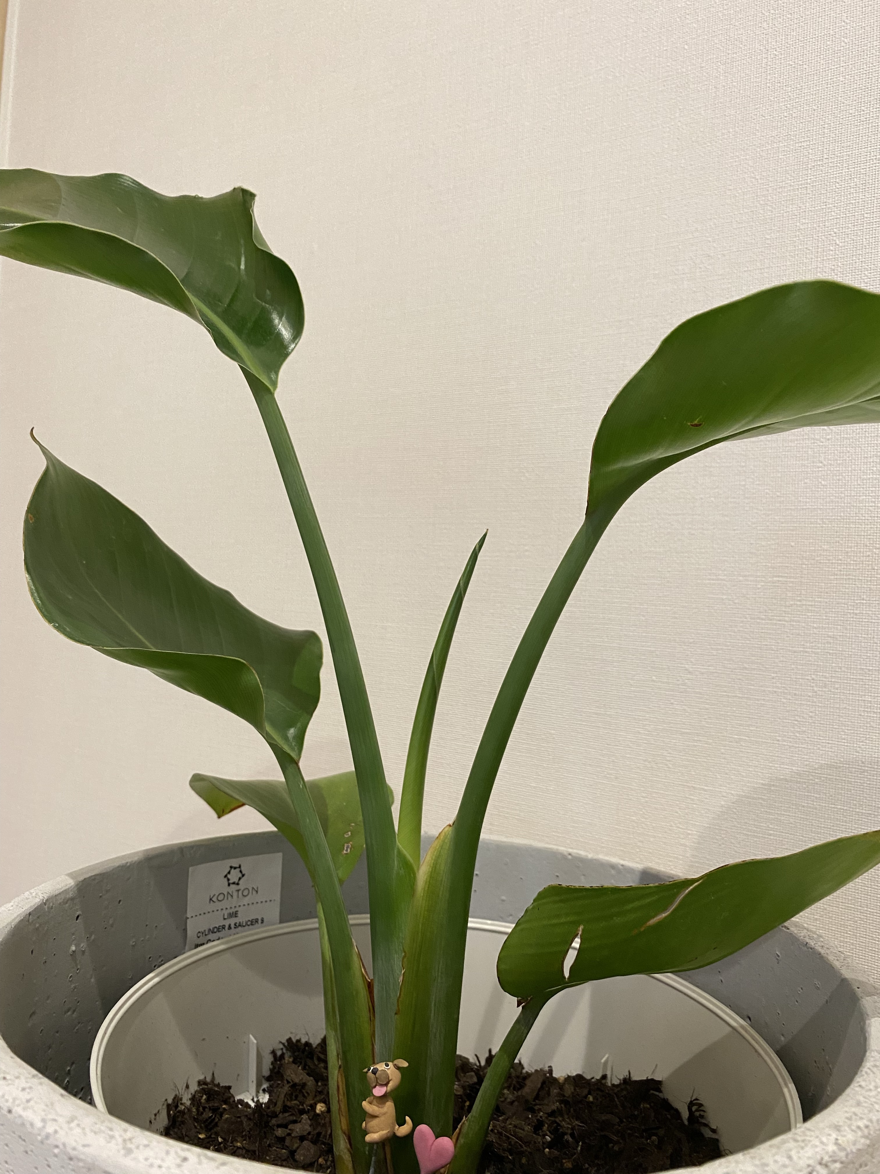 すわ動物病院の観葉植物