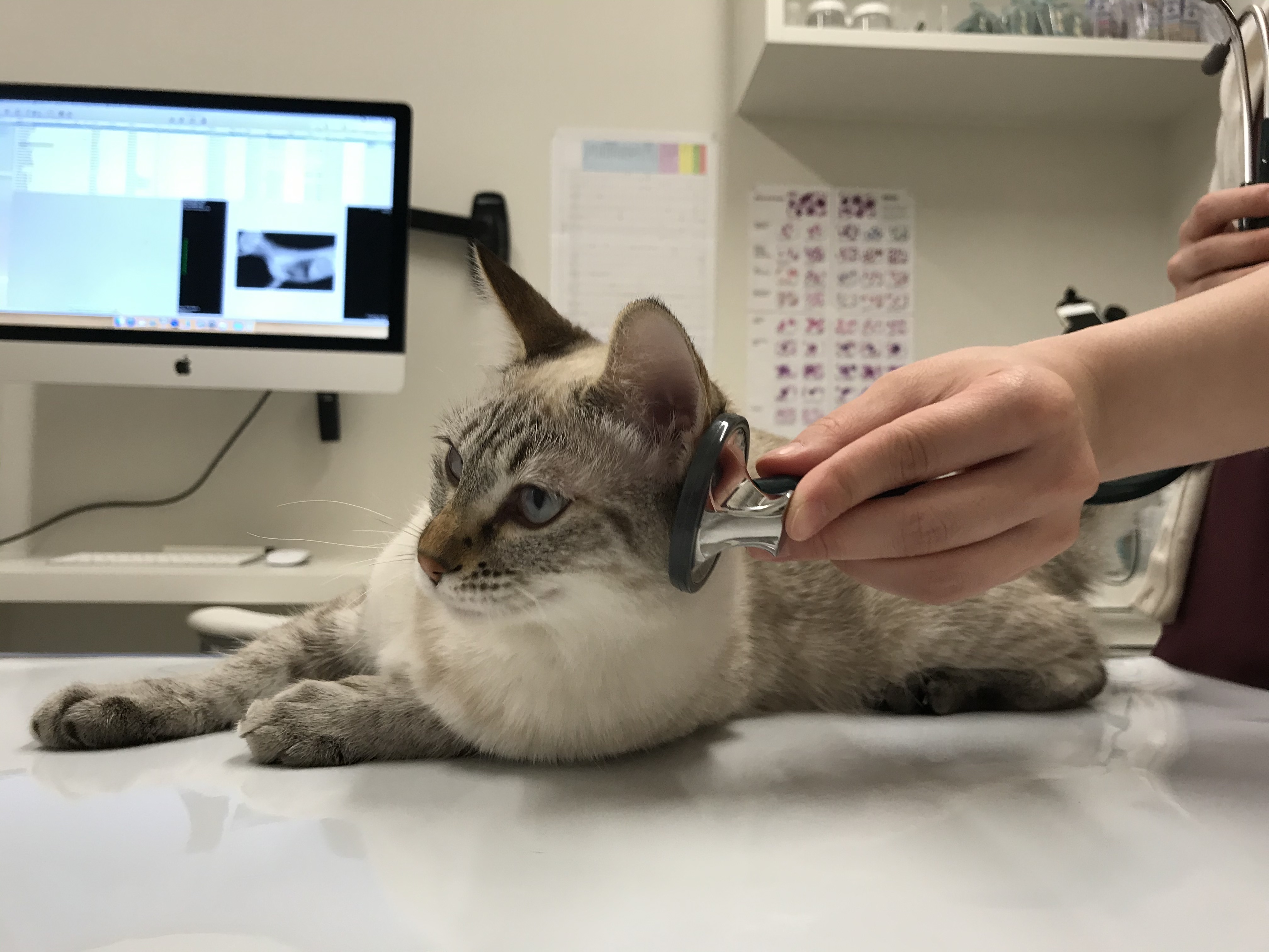 聴診器を当てられている猫