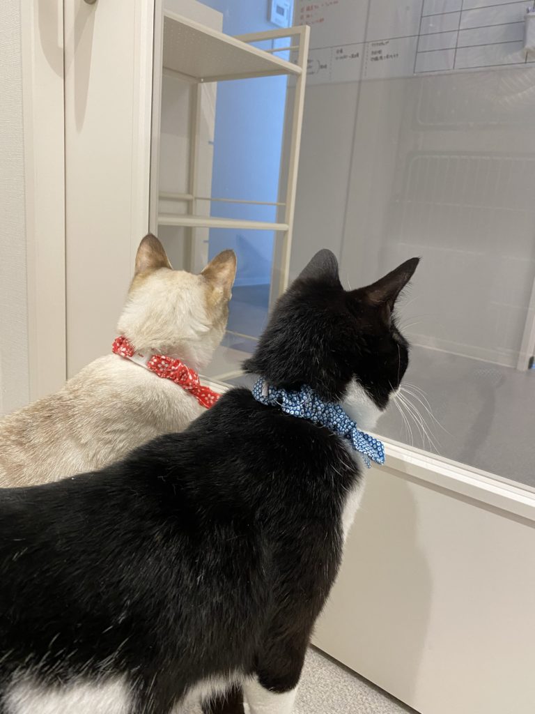 窓の外を眺めている二匹の猫