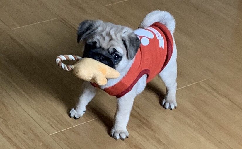 おもちゃを持っているパグ