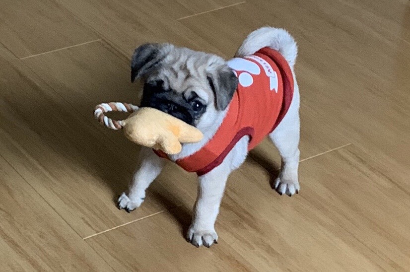 おもちゃを持っているパグ