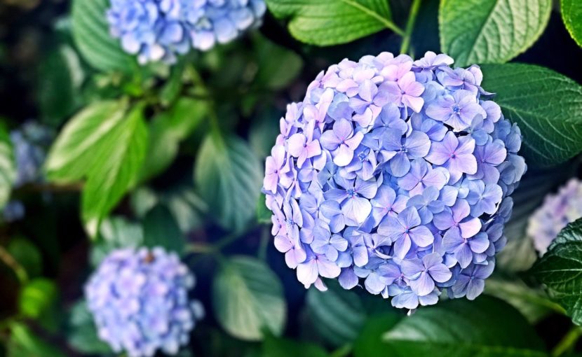 紫陽花